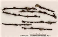 藏品(島衣屬)的圖片